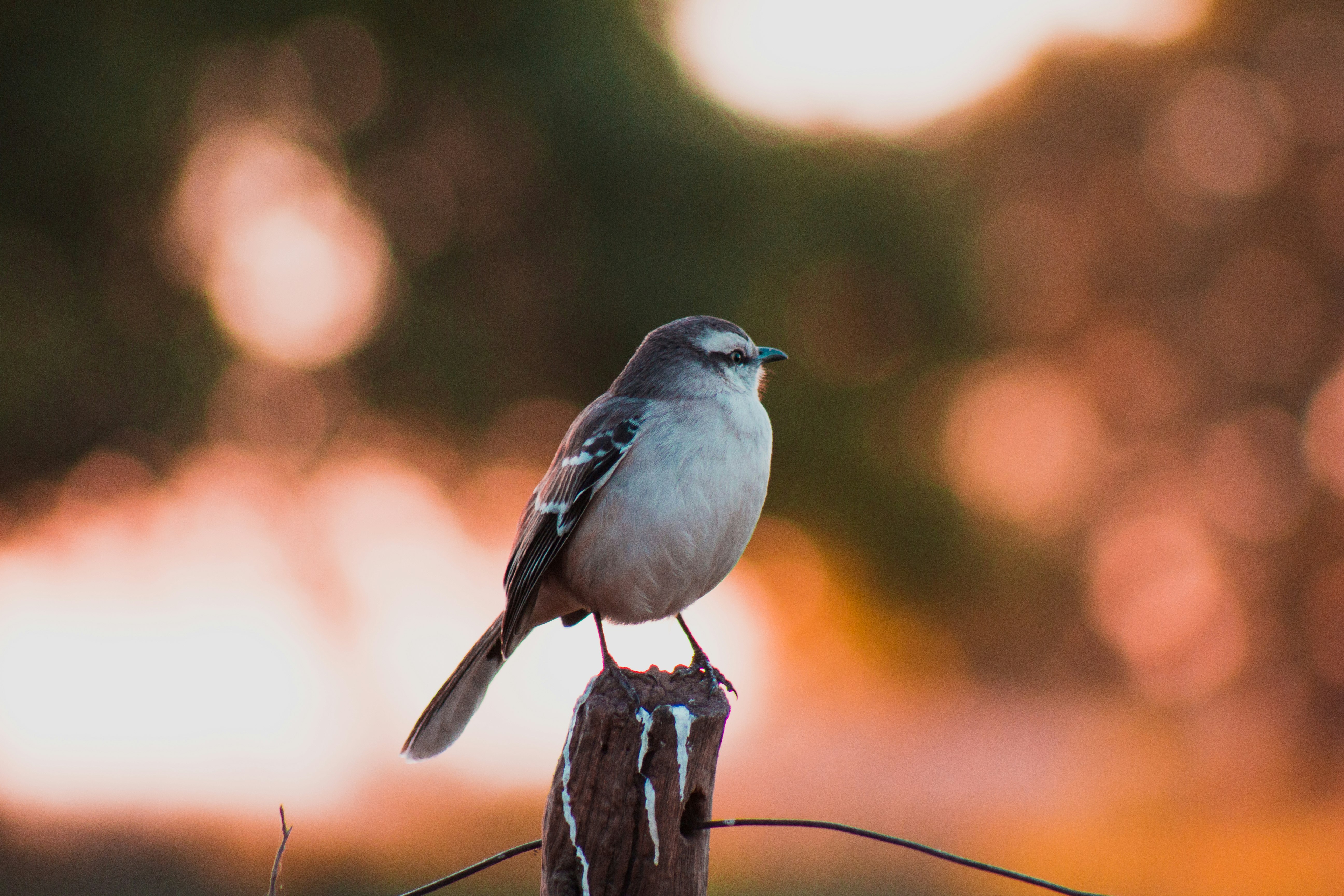 white and brown bird perched on post